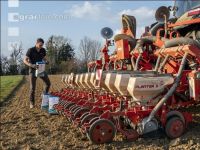 Beet seeding 135