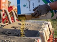 Beet seeding 131