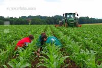 Maize hoeing 6
