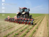 Hoe beets 1