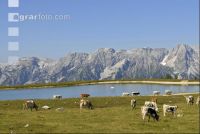 Pustertal Sprinzen 12