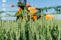 Wheat blossom spraying 12