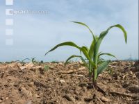 Maize herbicide 205