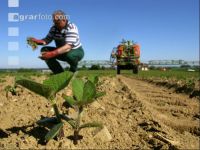 Soya herbicide 12