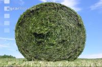 Grassilage Ballen 9