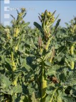 Rape frost injury 9
