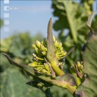 Rape frost injury 7
