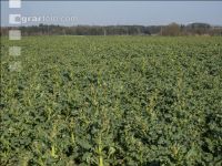 Rape frost injury 6