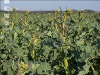 Rape frost injury 5