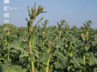 Rape frost injury 4