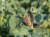 Rape frost injury 3