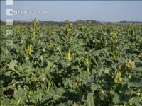 Rape frost injury 1