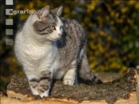 Katze 5