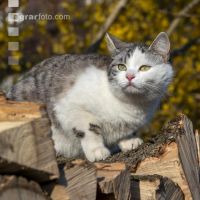 Katze 4
