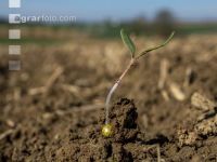 Sugar beet germination 11