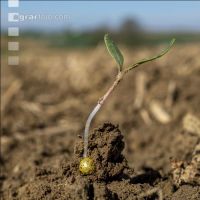 Sugar beet germination 10