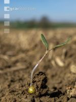 Sugar beet germination 9
