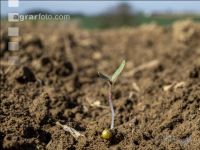 Sugar beet germination 8