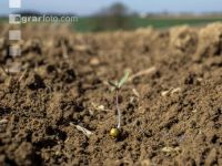 Sugar beet germination 7