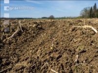 Sugar beet germination 6