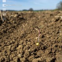 Sugar beet germination 5