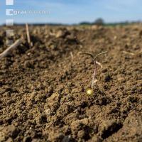 Sugar beet germination 3
