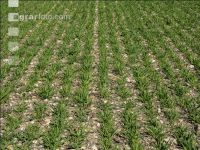 Wheat on gravel ground 3