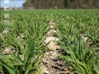 Wheat on gravel ground 2