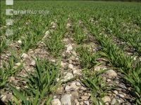 Wheat on gravel ground 1