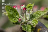Apfel Blüte 35