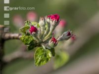 Apfel Blüte 34
