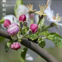 Apfel Blüte 33