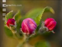 Apple blossom 31