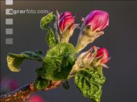 Apfel Blüte 30