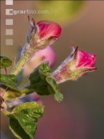 Apfel Blüte 29