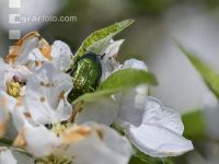 Apfel Blüte 26