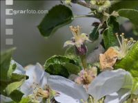 Apfel Blüte 25