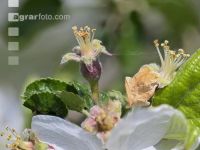 Apfel Blüte 24