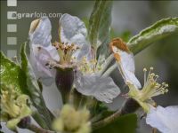 Apfel Blüte 23