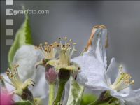 Apfel Blüte 22