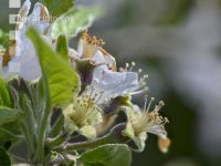 Apfel Blüte 21