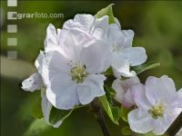 Apfel Blüte 20