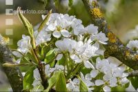 Birne Blüte 24