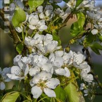 Birne Blüte 23