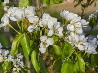 Birne Blüte 22