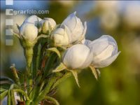Birne Blüte 20