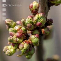 Kirsche Knospen 3