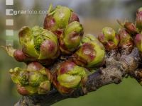 Kirsche Knospen 2