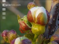 Kirsche Knospen 1