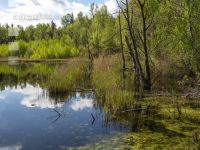 Im Hochmoor 17